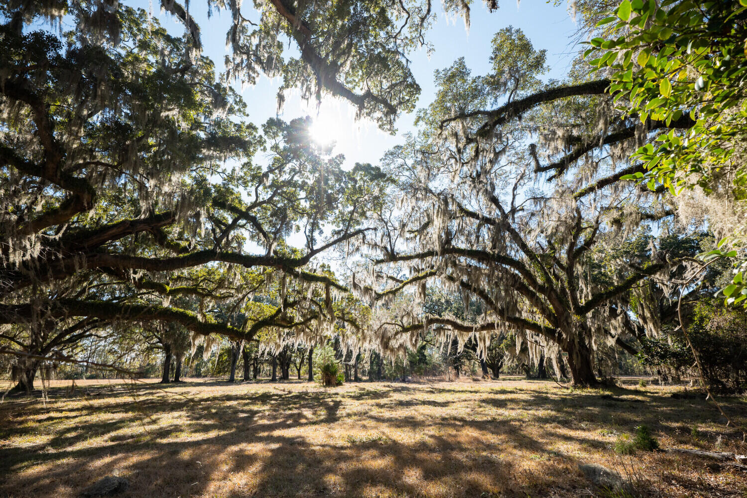 5 Mauricena Road Georgetown, SC 29440 - Photo 2 of 17 695d313c7283c