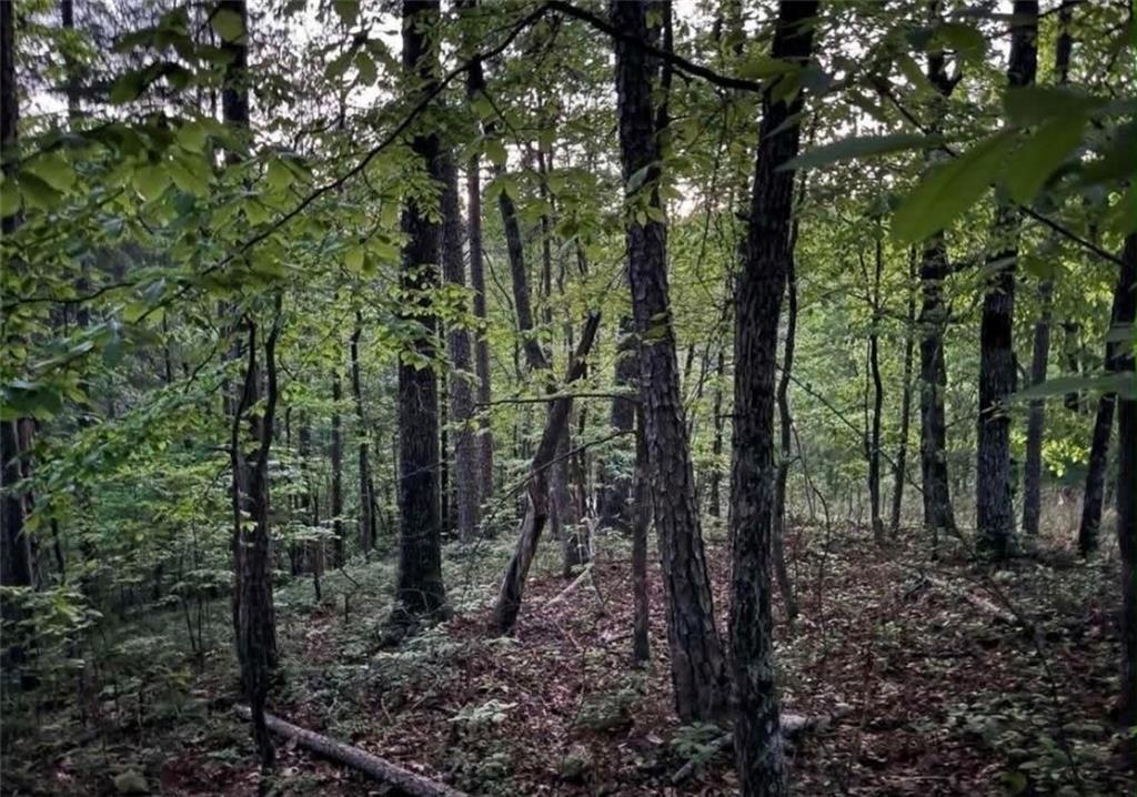 562 Neptune Circle Northeast Ranger, GA 30734 - Photo 3 of 23 a view of a forest with trees