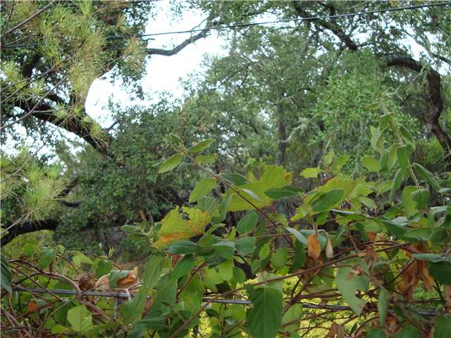 501 Old Black Colony Road Buda, TX 78610 - Photo 1 of 1 Gallery Image 1