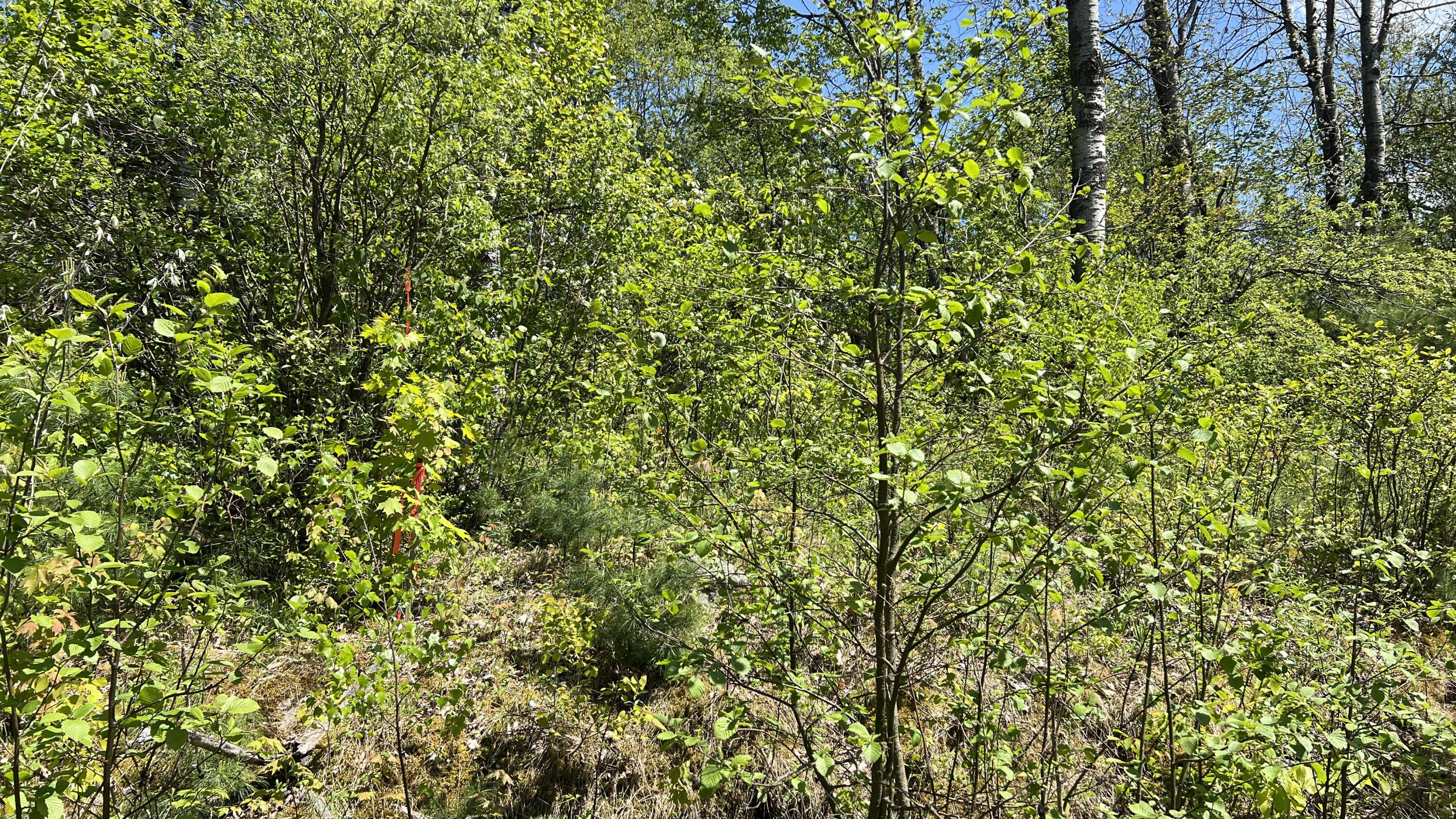 0 French Settlement Road Chateaugay, NY 12920 - Photo 6 of 15 Atwood Road just south of 33 Atwood Rd showing survey marker.