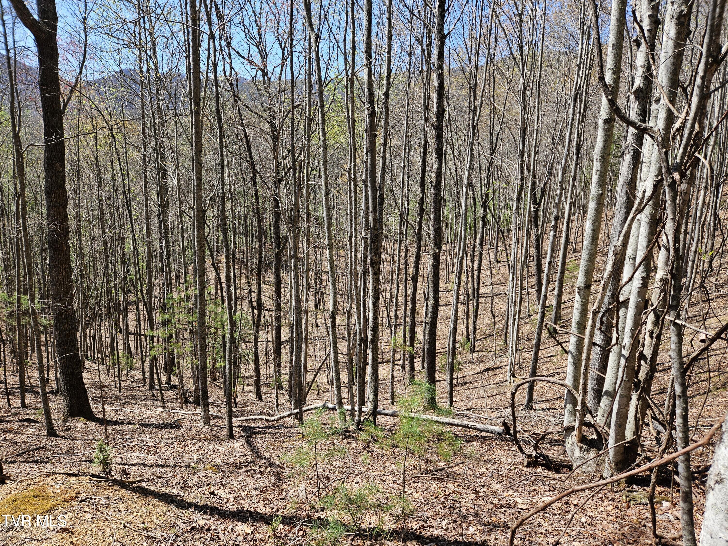 0 Ray Kegley Road, Unit 1C Erwin, TN 37650 - Photo 6 of 27 20250409_145447