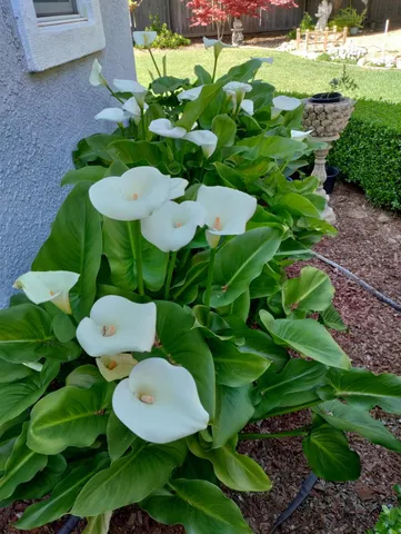 $579,000 | 2805 Granite Park Lane, Elk Grove, CA 95758