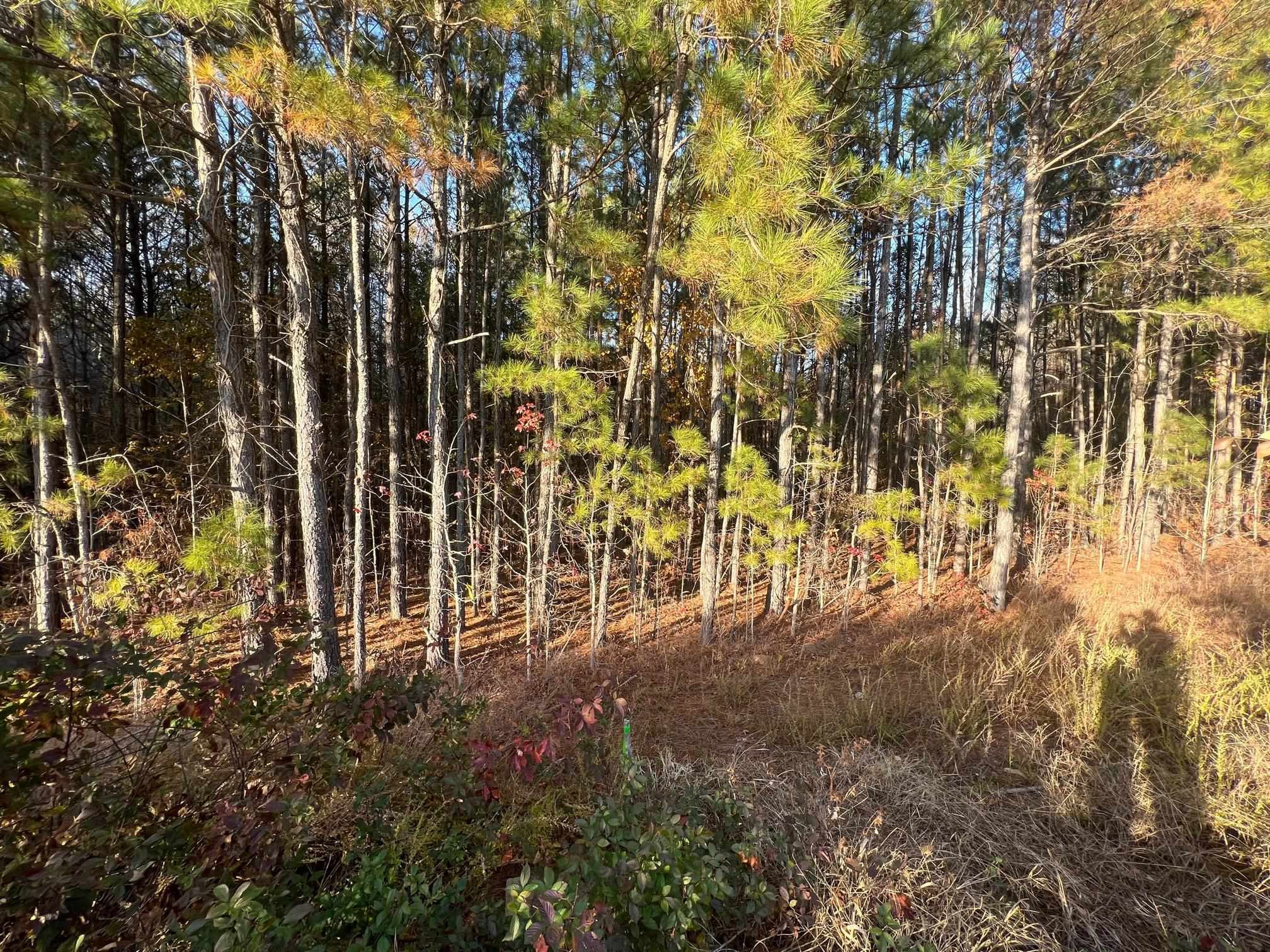 0 Timber Drive Garner, NC 27529 - Photo 7 of 8 Photo 7