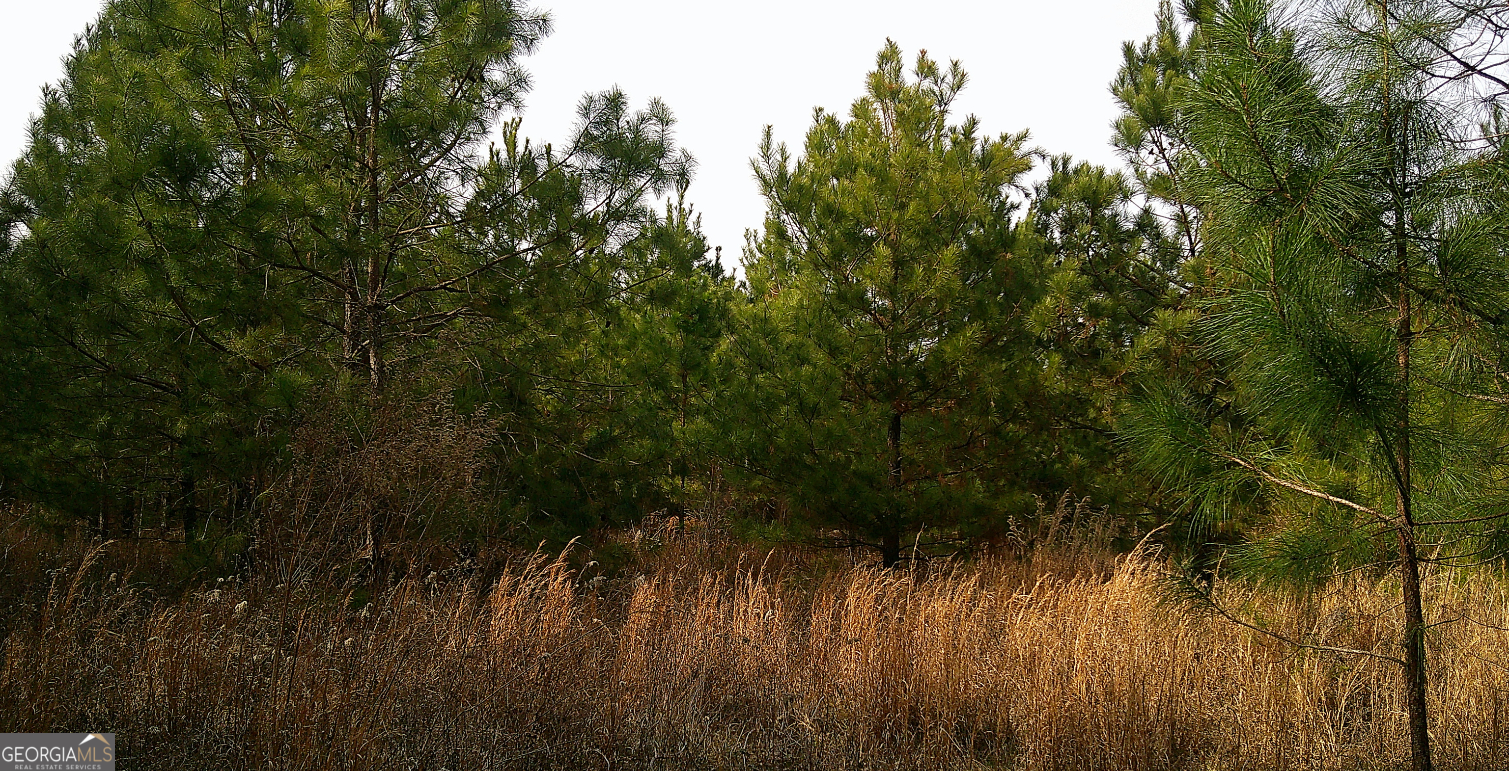 35 Barwick Kea Road Adrian, GA 31002 - Photo 22 of 73