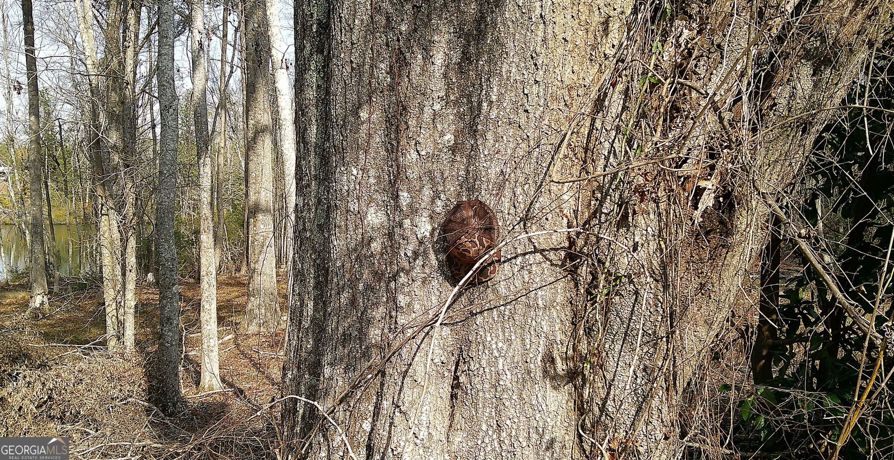 35 Barwick Kea Road Adrian, GA 31002 - Photo 53 of 73