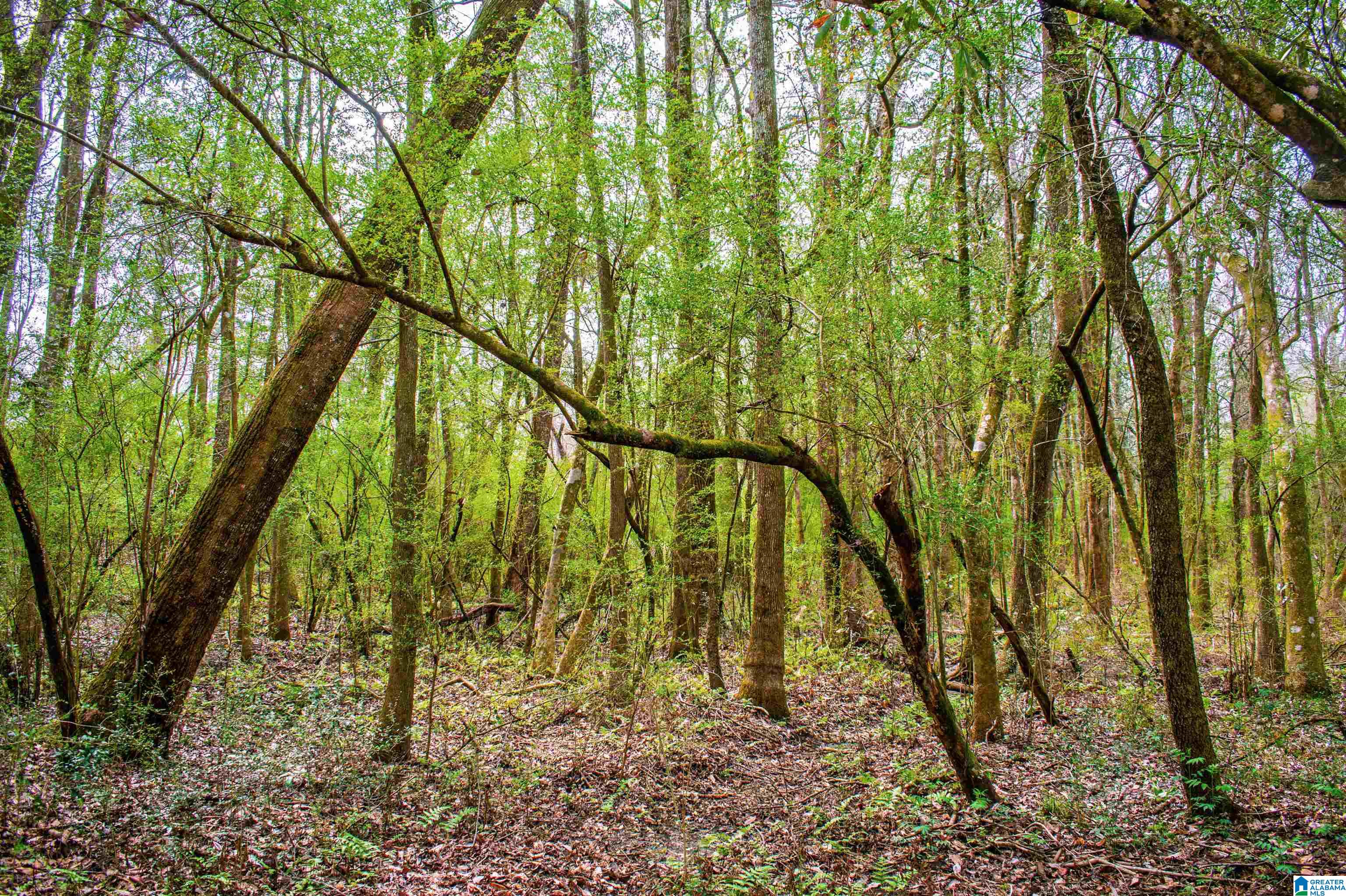 27180 Deer Run Road Opp, AL 36467 - Photo 49 of 60