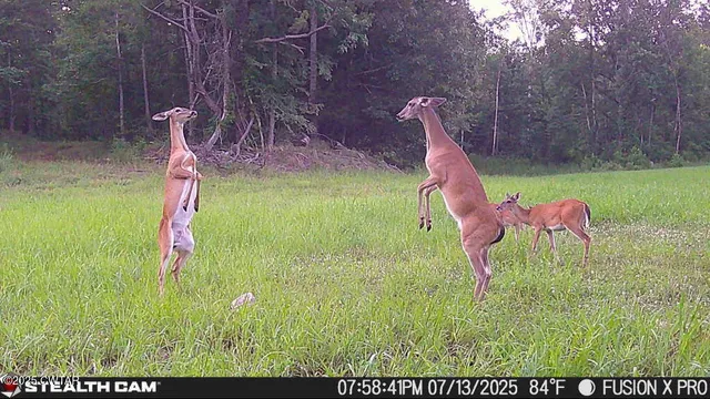 a park view with a space and trees
