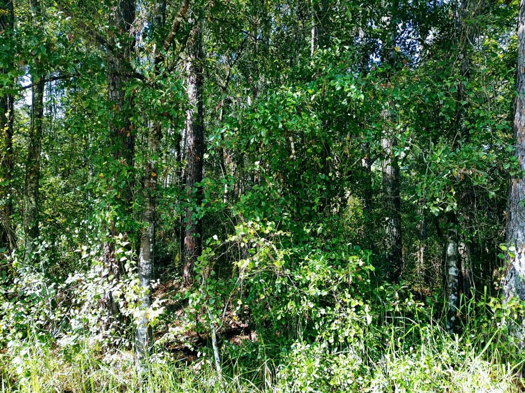 0 Old Bay City Road Wewahitchka, FL 32465 - Photo 16 of 24