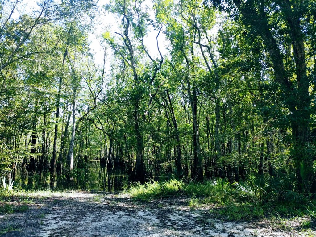 0 Old Bay City Road Wewahitchka, FL 32465 - Photo 20 of 24