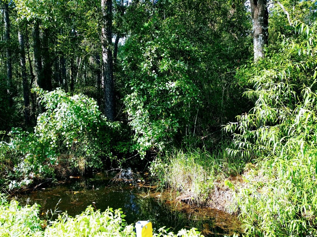 0 Old Bay City Road Wewahitchka, FL 32465 - Photo 4 of 24