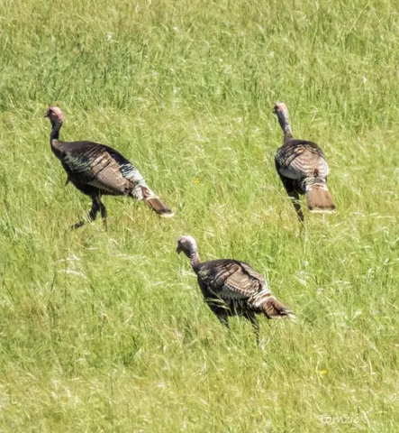 a view of a back yard of the house