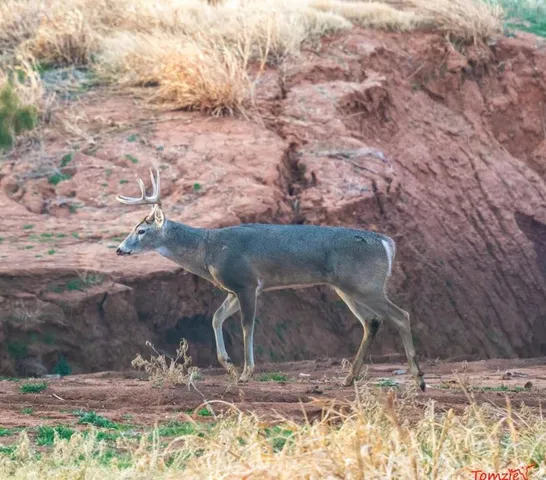 a view of a yard with large tree
