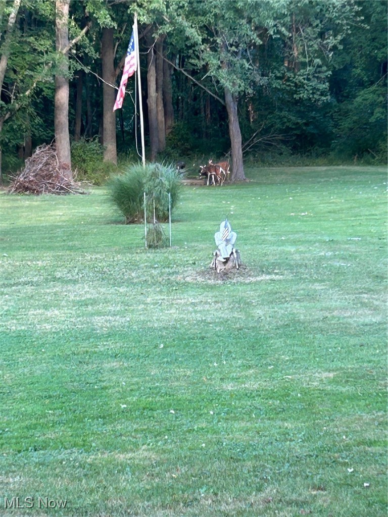 1667 Red Bird Road Madison, OH 44057 - Photo 41 of 44 View of the deer that visit daily