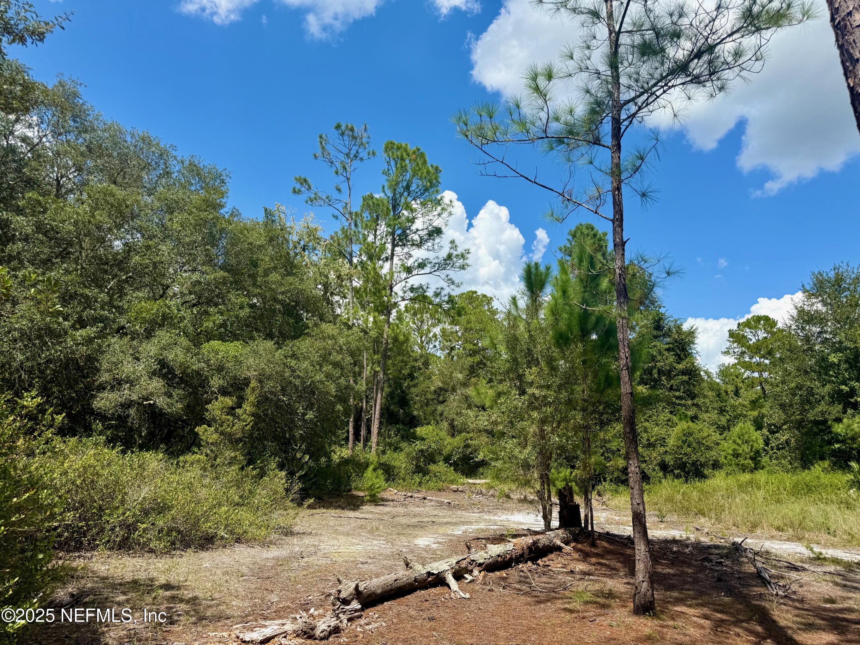 Xxx Nettles Road Florahome, FL 32140 - Photo 2 of 8 a view of a street with an tree