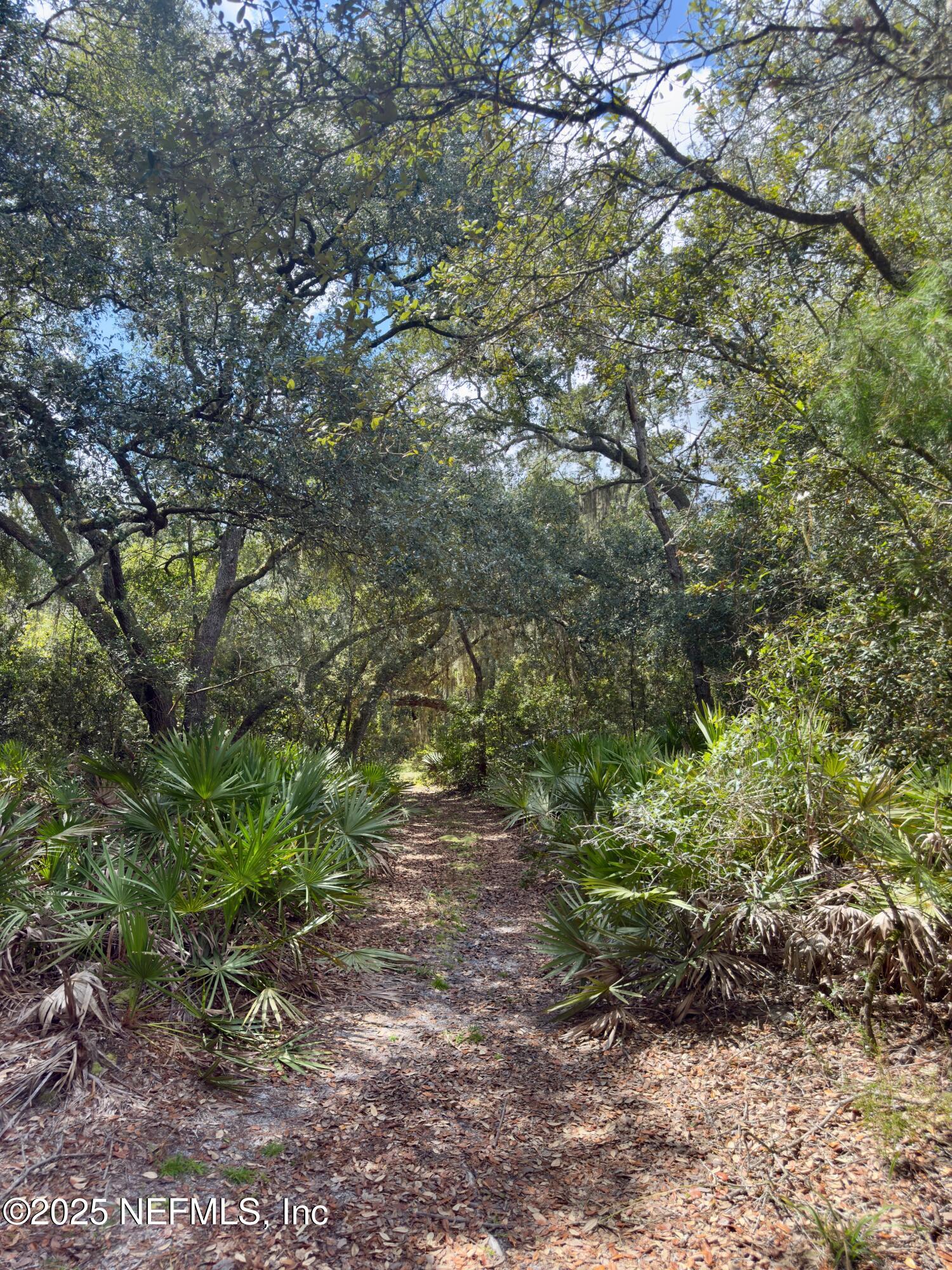 Xxx Nettles Road Florahome, FL 32140 - Photo 7 of 8 a big yard with lots of green space