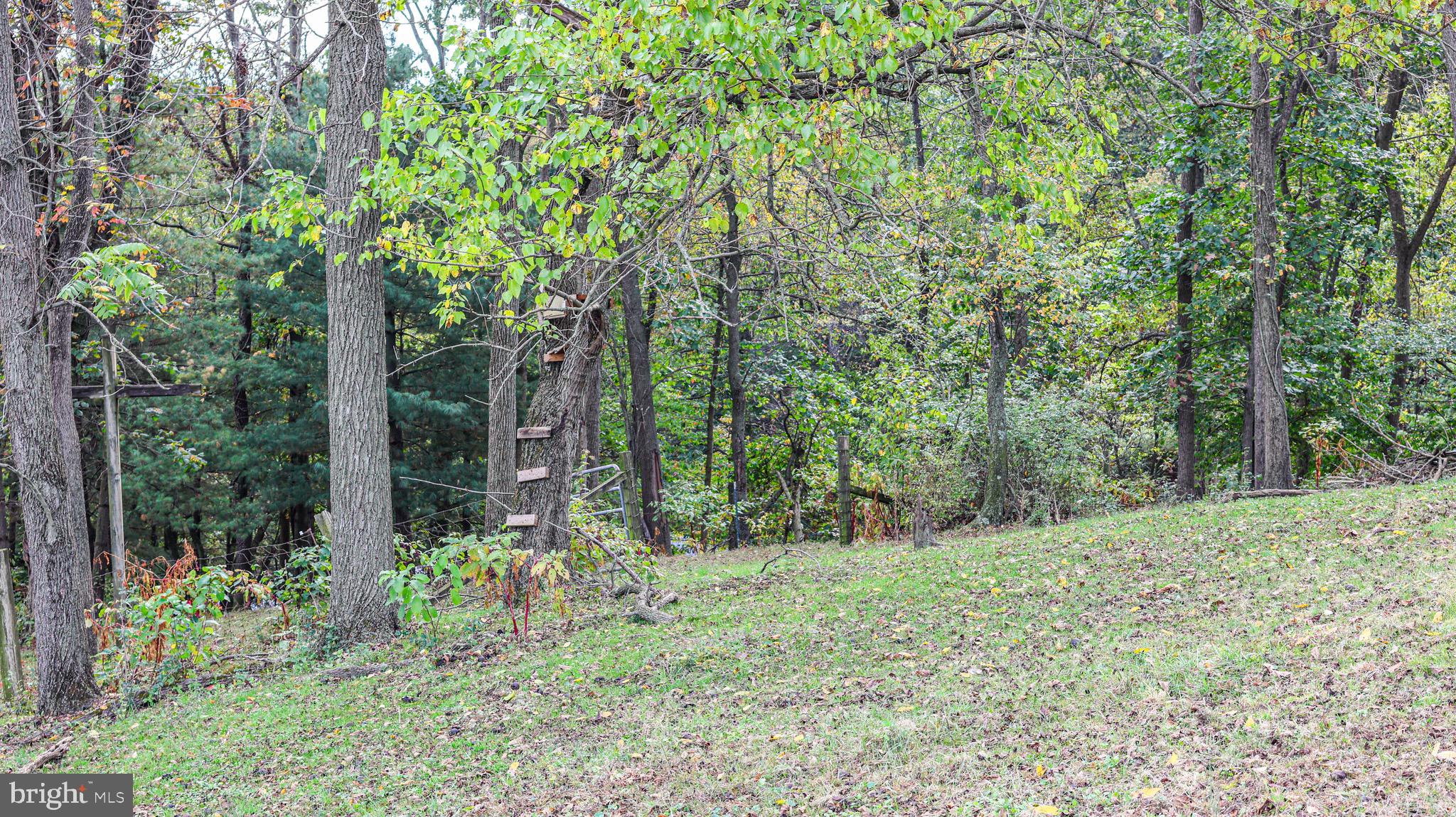 240 Evans Road Lititz, PA 17543 - Photo 37 of 77 a big yard with lots of green space and trees