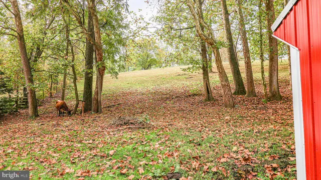 a view of a backyard with plants and large trees