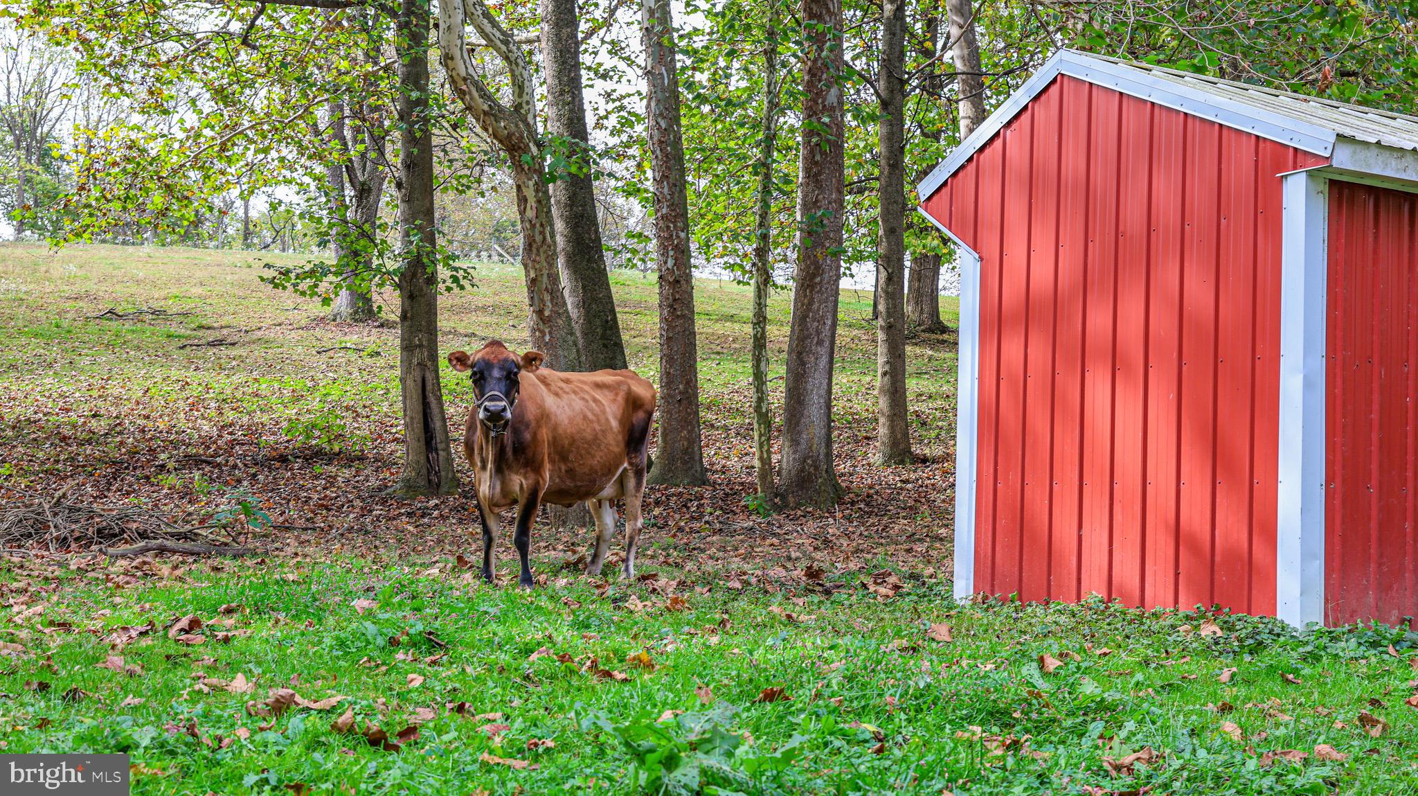 240 Evans Road Lititz, PA 17543 - Photo 59 of 77 a view of a backyard with plants and large trees