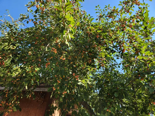 $250,000 | 19173 Woodhill Drive, Montgomery Creek, CA 96065