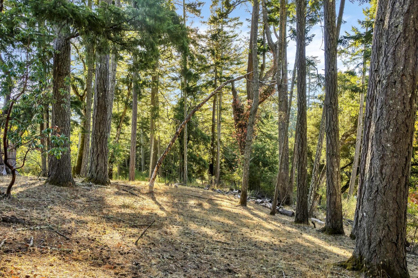 5 Morse Lane Woodside, CA 94062 - Photo 13 of 30 a view of outdoor space with lots of trees
