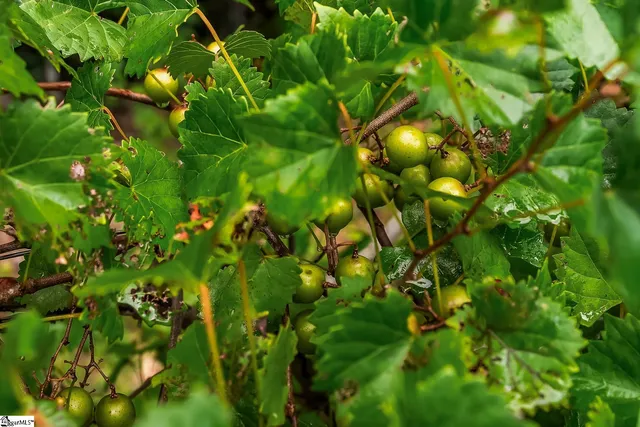 $649,000 | 6 Silverbush Lane, Marietta, SC 29661