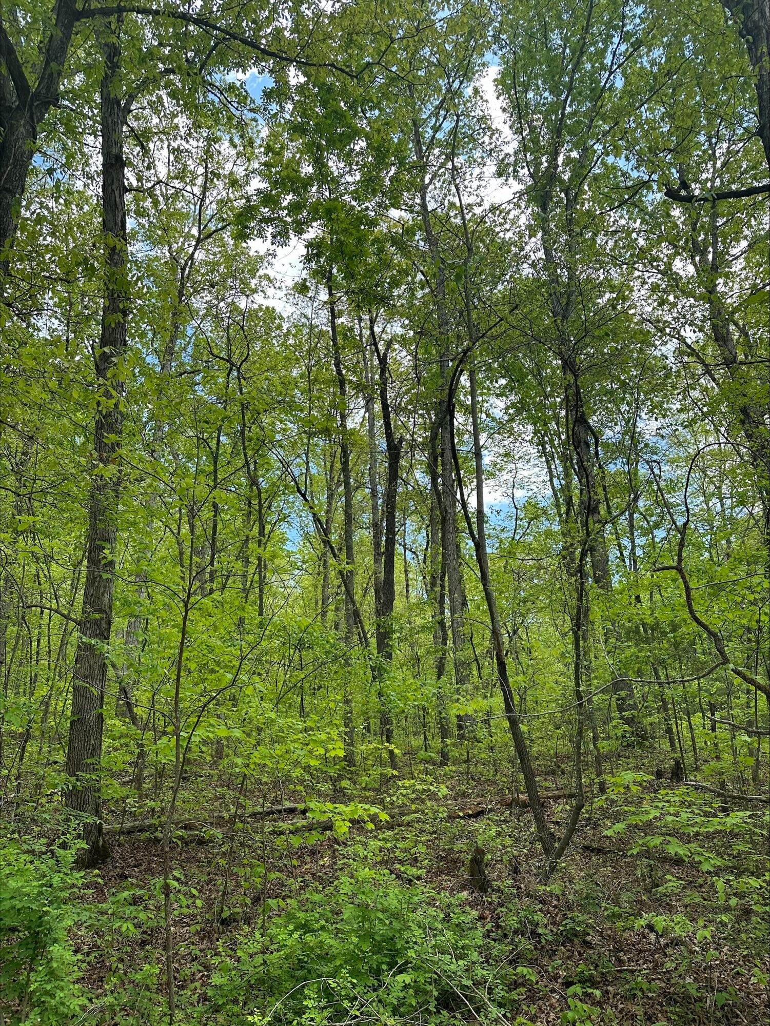 1 River Road, Unit TRACT 1B Decatur, TN 37322 - Photo 1 of 6 processed-53534486-6806-4DB6-82C3-7F7DE5