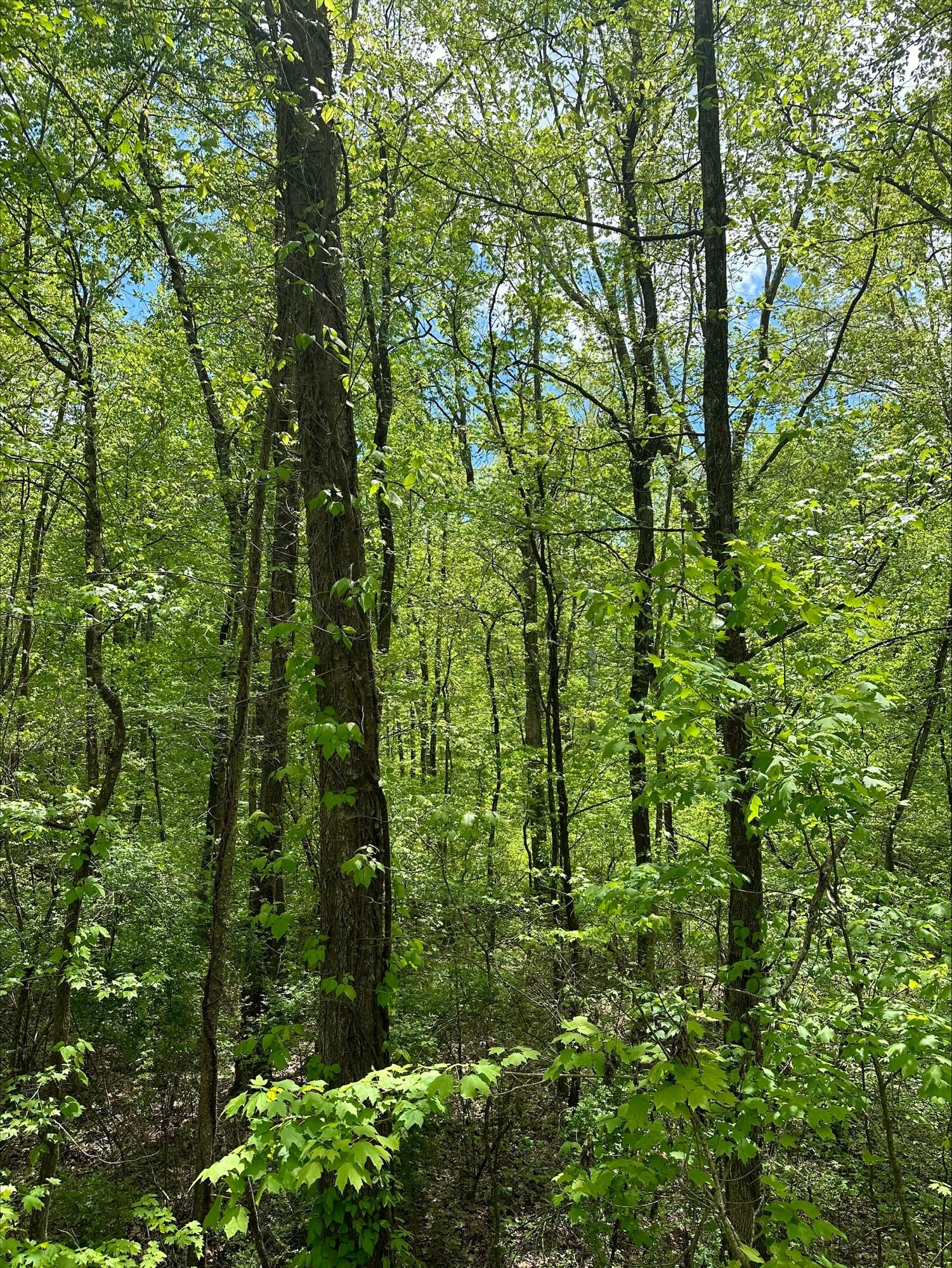 1 River Road, Unit TRACT 1B Decatur, TN 37322 - Photo 2 of 6 processed-3FA4C916-EDDC-4510-AD14-79CD53