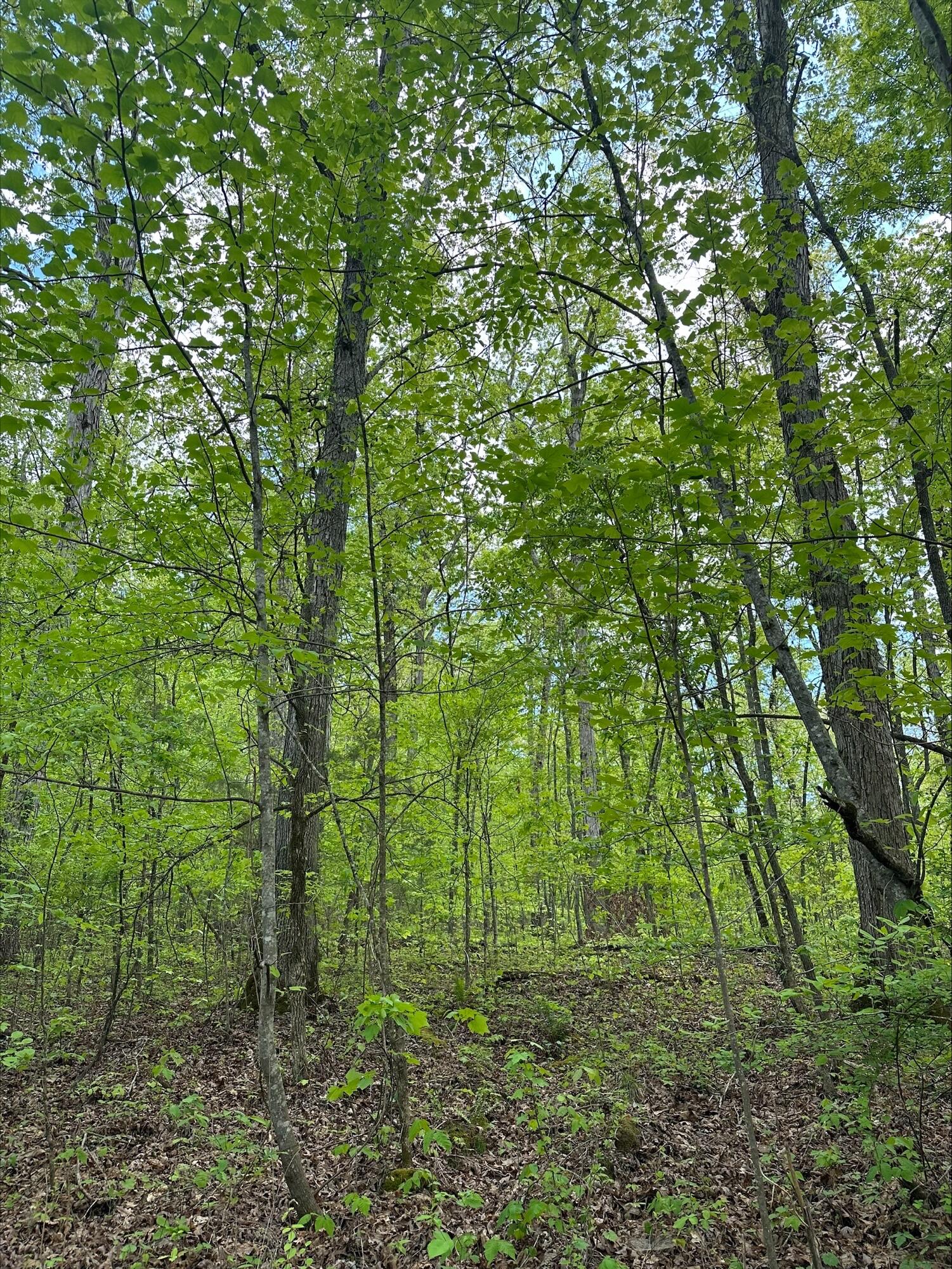 1 River Road, Unit TRACT 1B Decatur, TN 37322 - Photo 3 of 6 processed-D4B07E4C-D0D6-4FB3-95B8-F95899