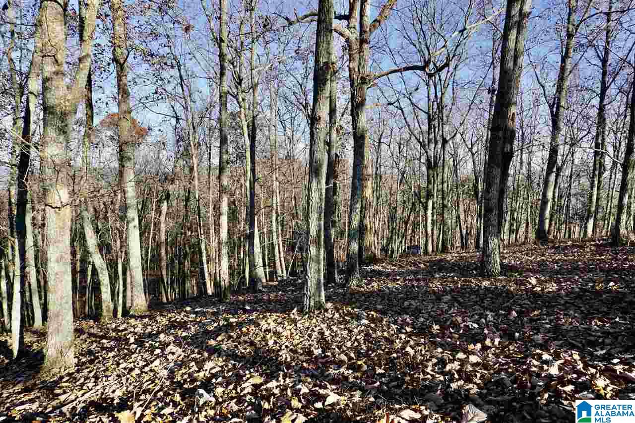 0 Whites Gap Road Jacksonville, AL 36265 - Photo 11 of 31