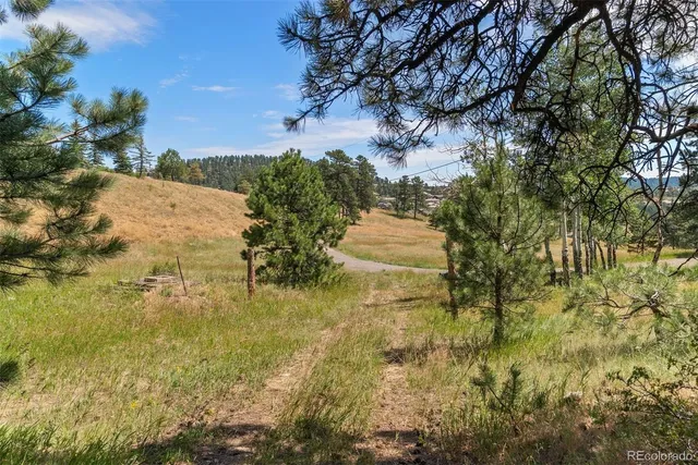 a view of a forest with trees in the background