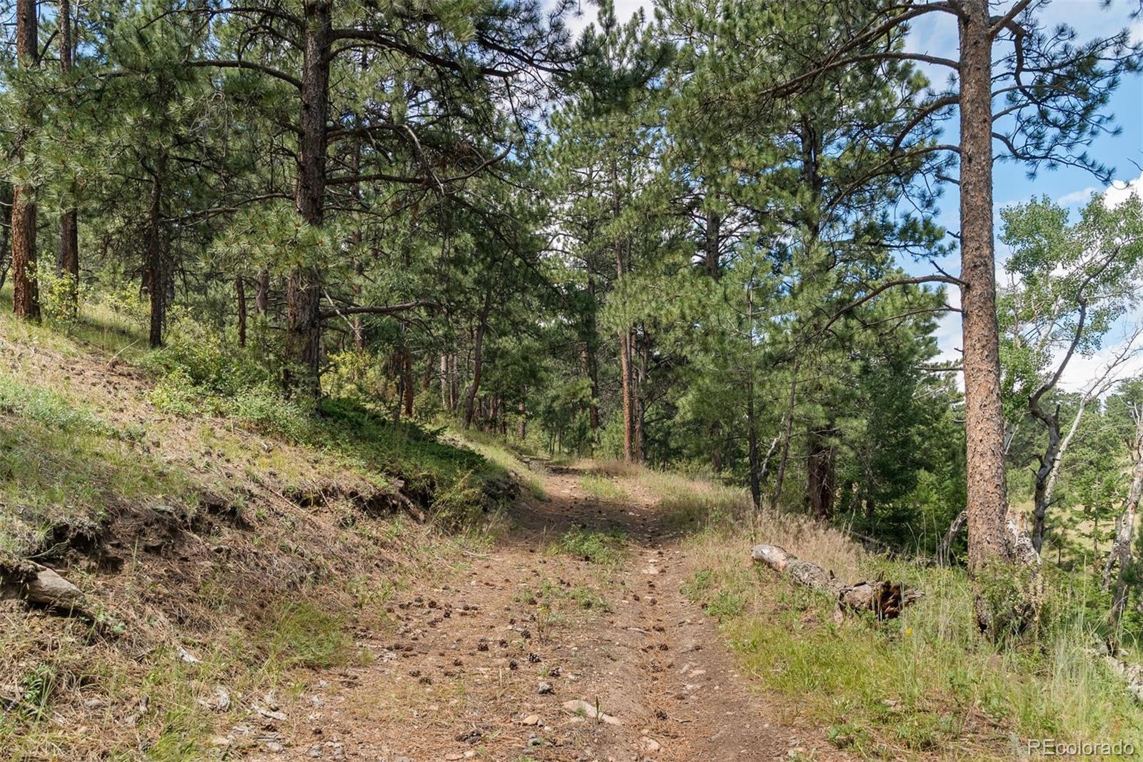 1053 Red Moon Road Evergreen, CO 80439 - Photo 19 of 50 a view of a forest with trees in the background