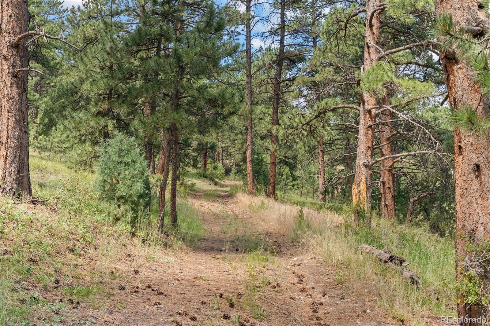 1053 Red Moon Road Evergreen, CO 80439 - Photo 20 of 50 a view of a yard with plants and trees