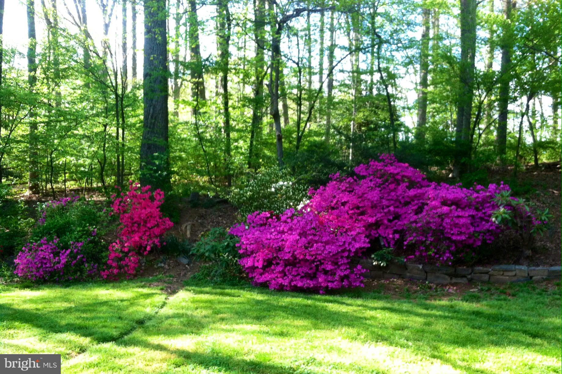 7404 Churchill Road McLean, VA 22101 - Photo 3 of 3 Yard in Springtime