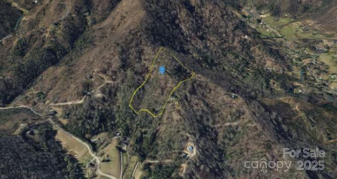 a view of a forest with a tree