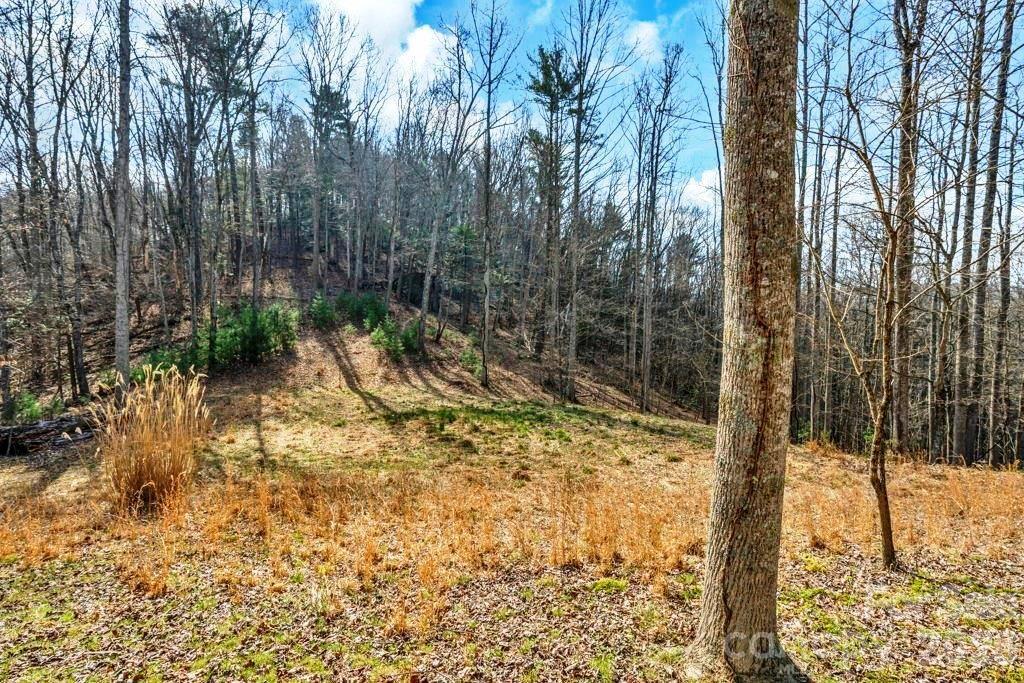 Tbd Denney Wood Road Sugar Grove, NC 28679 - Photo 11 of 21 a view of a yard with plants and large trees