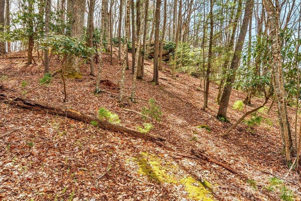 Tbd Denney Wood Road Sugar Grove, NC 28679 - Photo 16 of 21 a view of yard