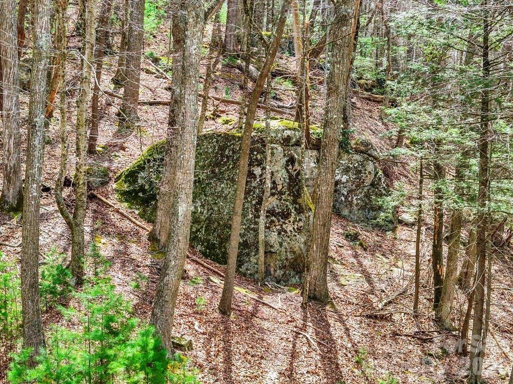 Tbd Denney Wood Road Sugar Grove, NC 28679 - Photo 17 of 21 a view of a forest that has a tree