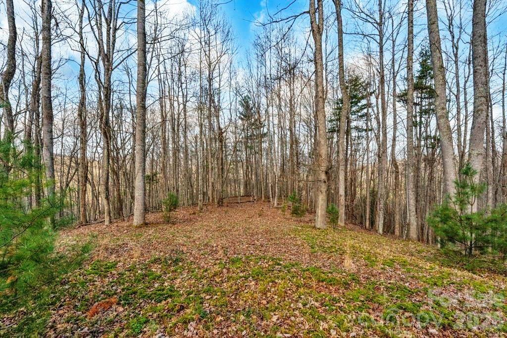 Tbd Denney Wood Road Sugar Grove, NC 28679 - Photo 8 of 21 a view of backyard with large trees
