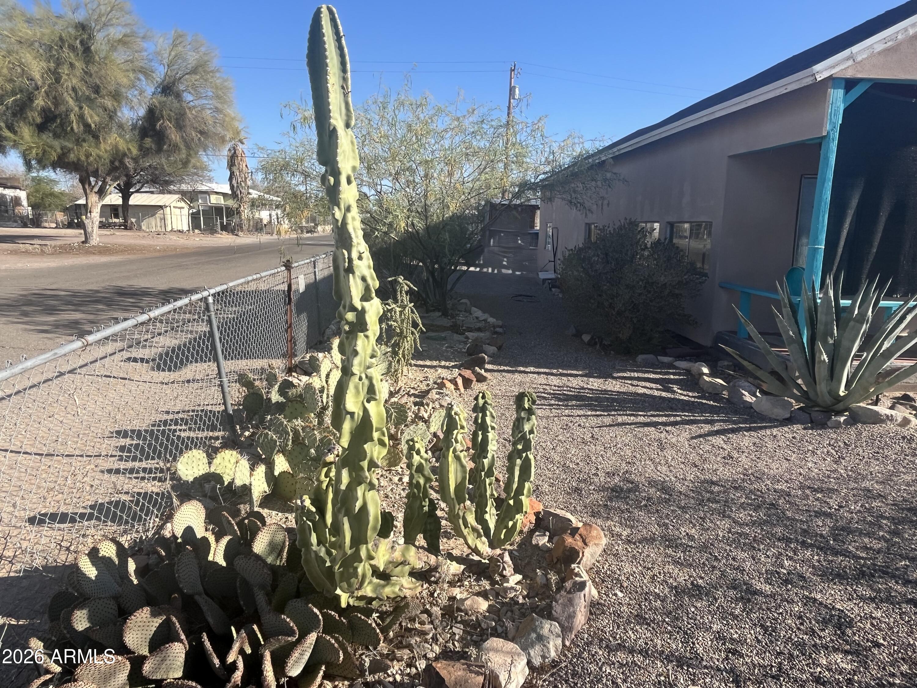 640 West Rocalla Avenue Ajo, AZ 85321 - Photo 24 of 27 More cactus