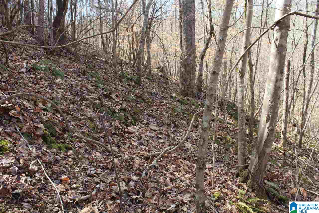 0 County Road 893 Heflin, AL 36264 - Photo 15 of 17
