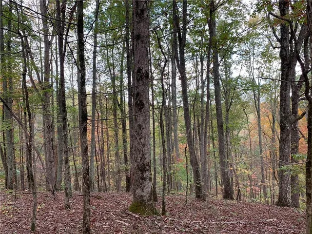 a view of outdoor space with lots of trees