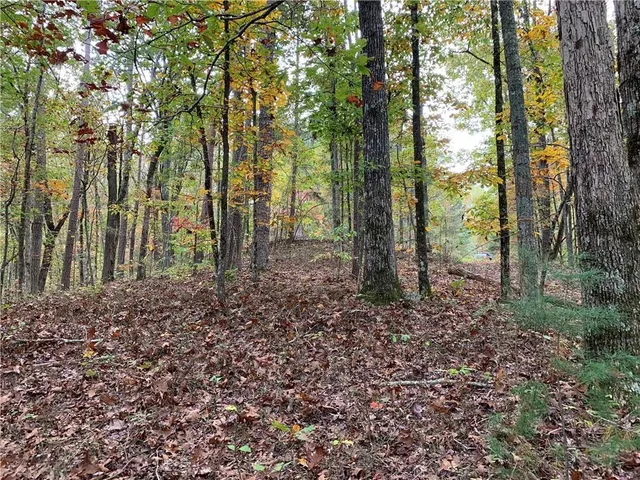a view of a forest that has large trees