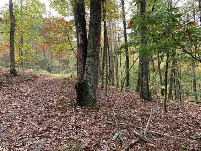 a view of a forest with trees