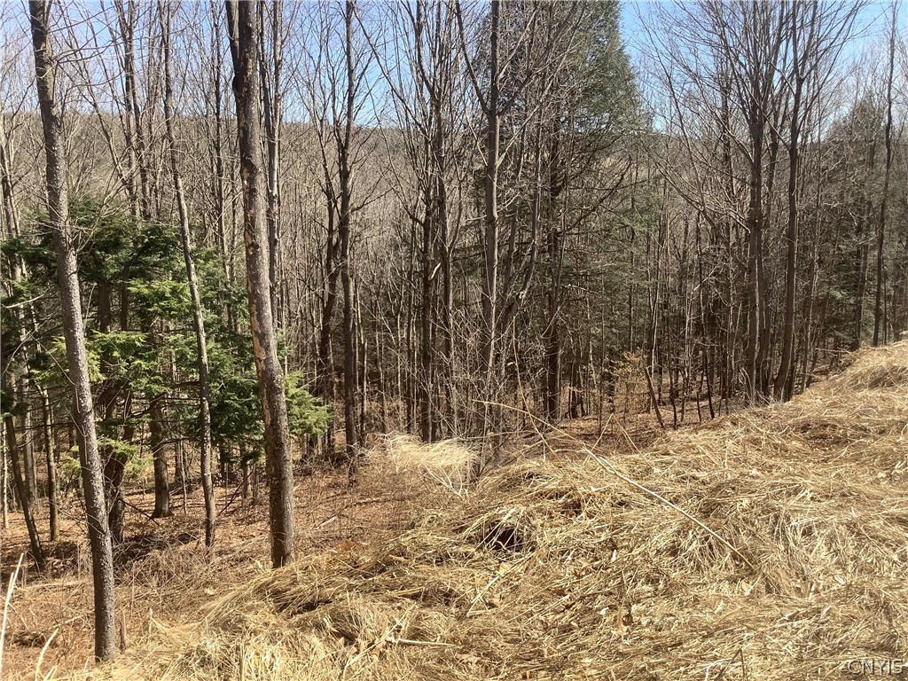 96 Browntown Road Lisle, NY 13835 - Photo 12 of 38 back yard