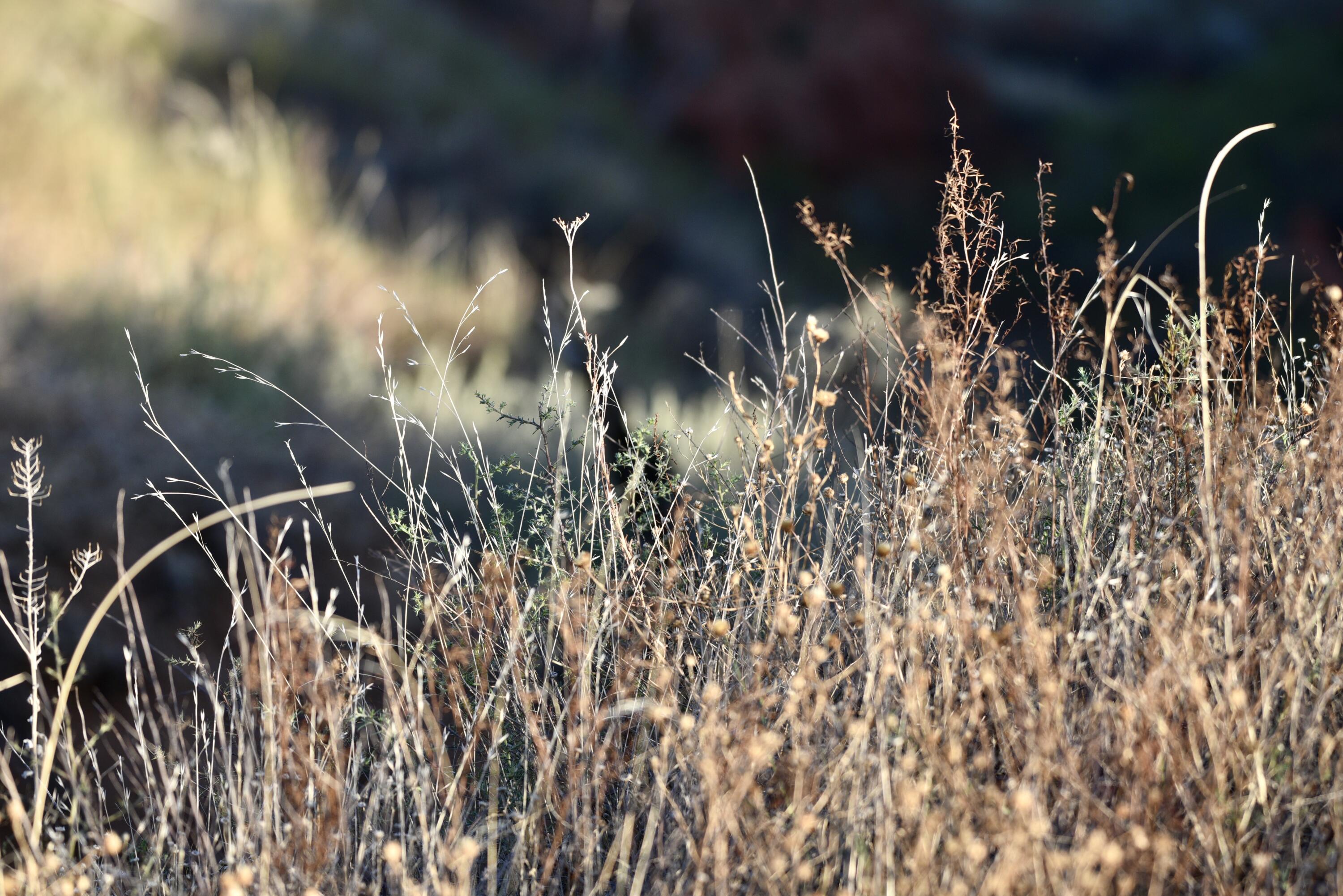 7 A Co Road Clarendon, TX 79226 - Photo 38 of 72 a close up of a plant in a kitchen