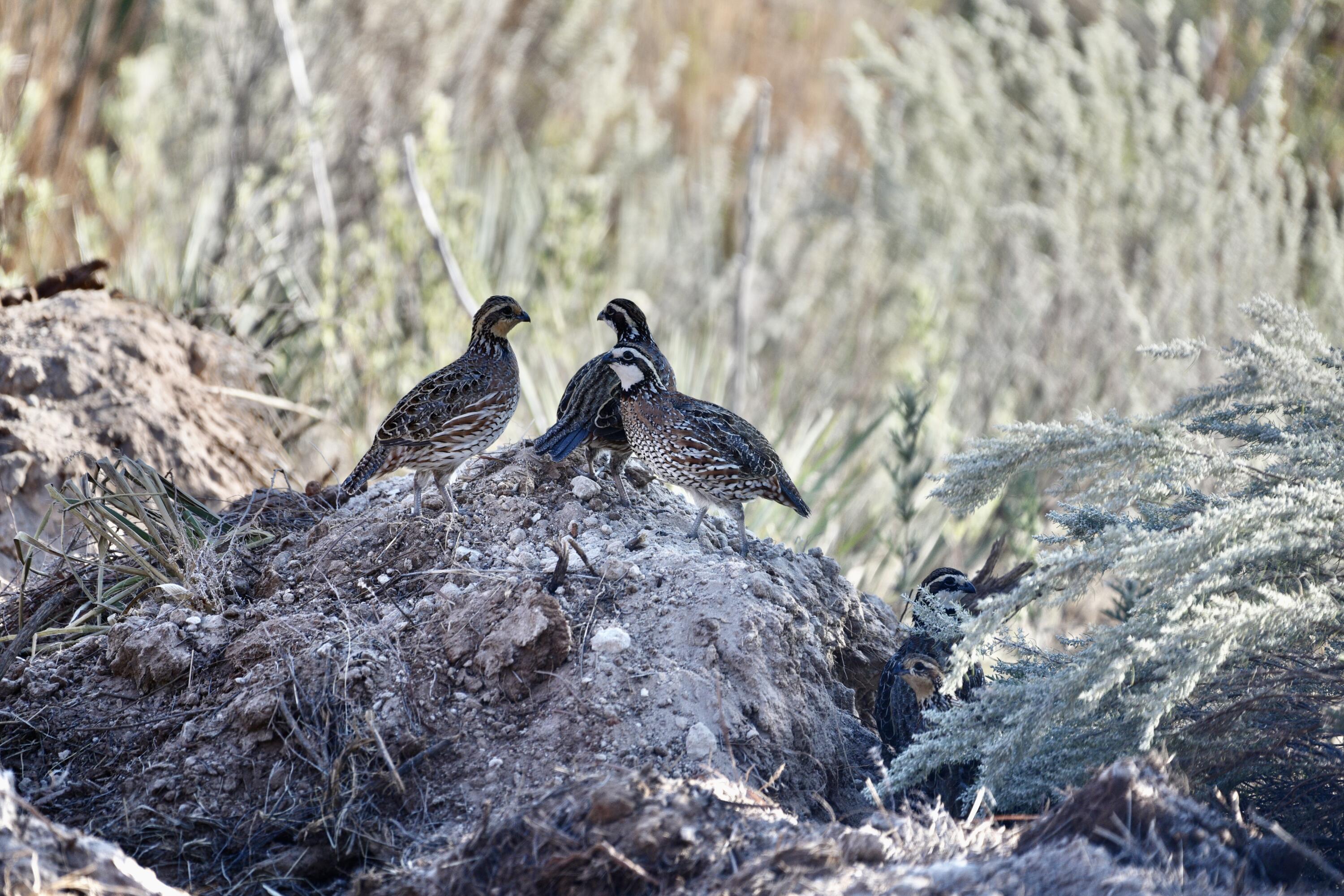 7 A Co Road Clarendon, TX 79226 - Photo 49 of 72 DSC_4239
