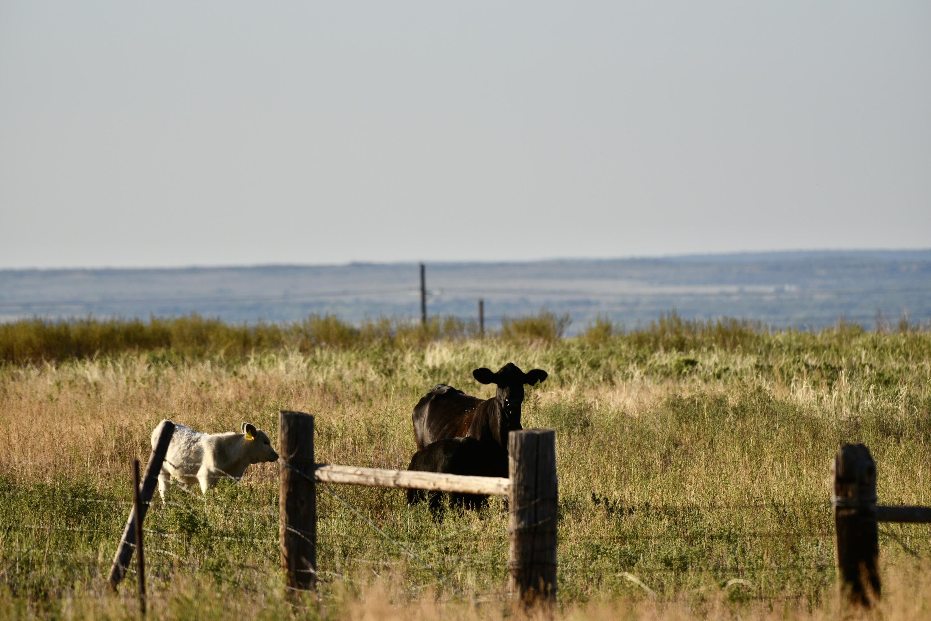 7 A Co Road Clarendon, TX 79226 - Photo 51 of 72 DSC_4274