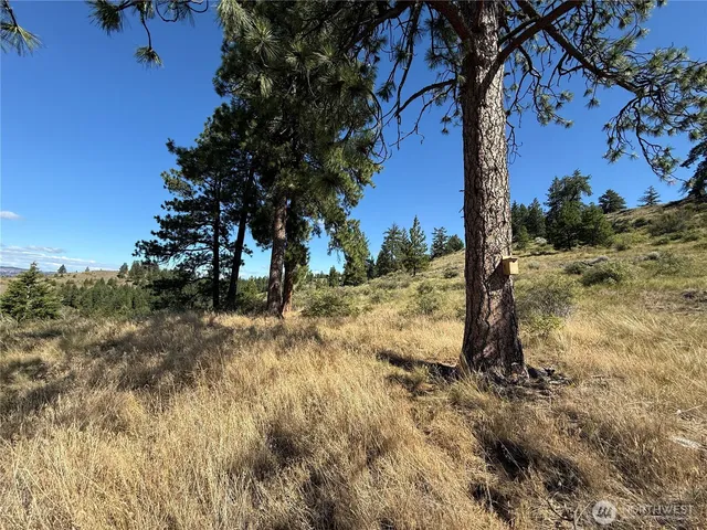 a view of a dry yard with a tree