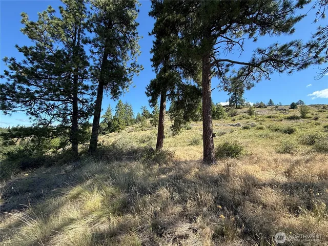 a view of a yard with a tree