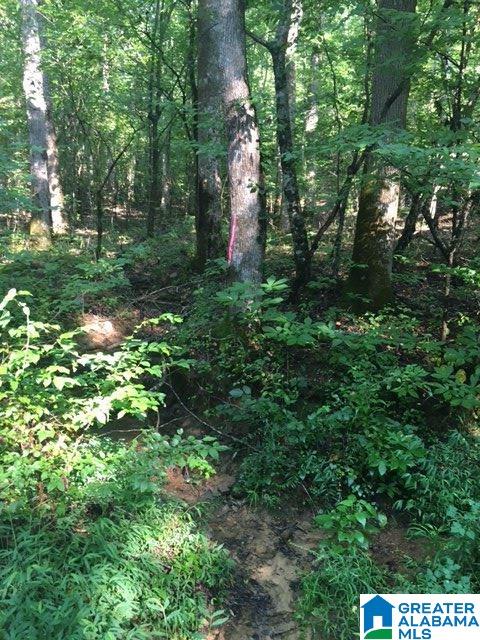 0 Berrington Lane Springville, AL 35146 - Photo 10 of 17